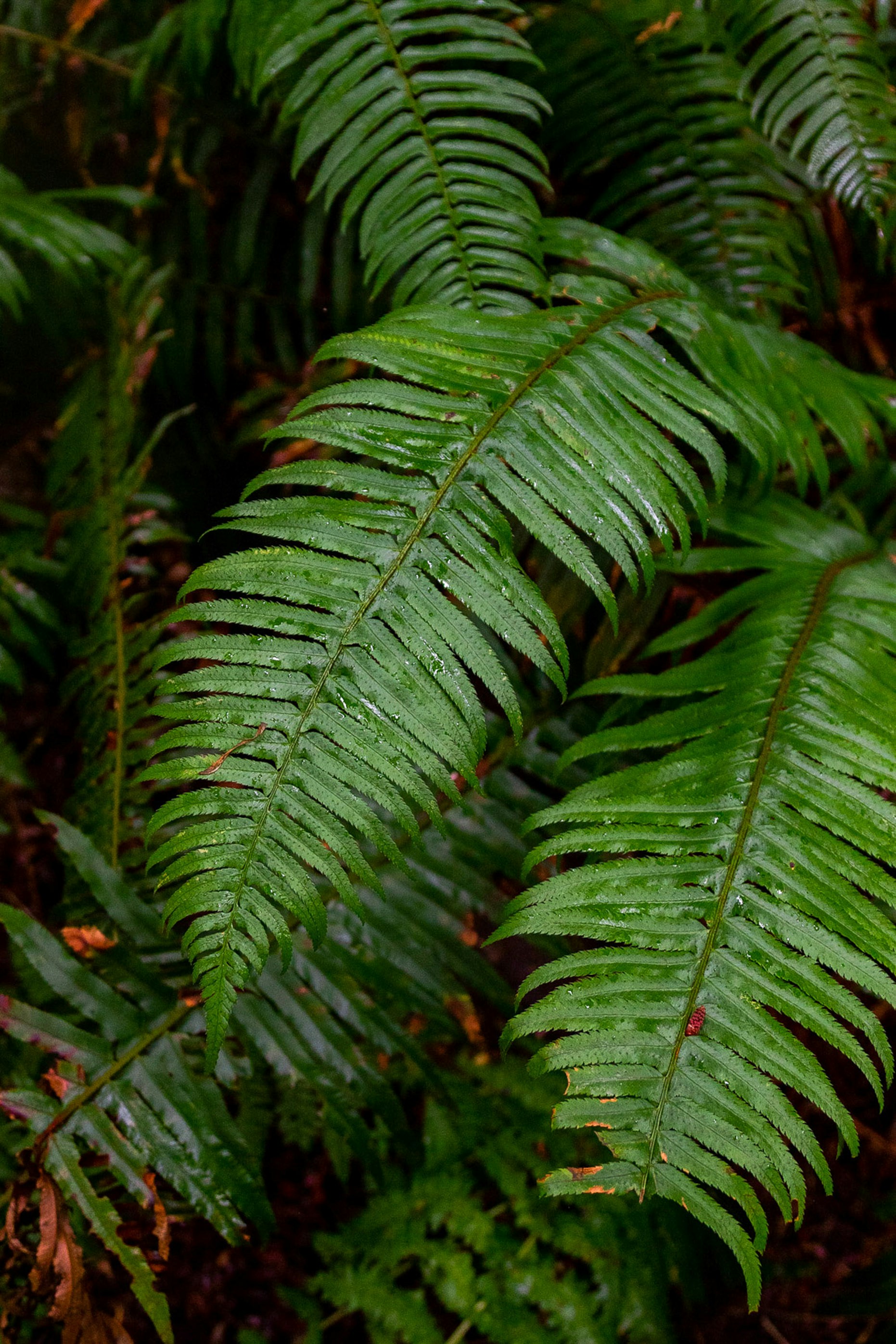 background-image